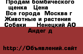 Продам бомбического щенка › Цена ­ 30 000 - Все города, Москва г. Животные и растения » Собаки   . Ненецкий АО,Андег д.